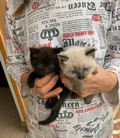 Gattini razza europea