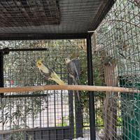 Coppia pappagalli Animali