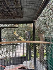 Coppia pappagalli Animali