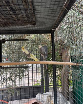 Coppia pappagalli Animali