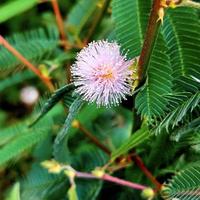 Mimosa polycarpa var spegazzinii