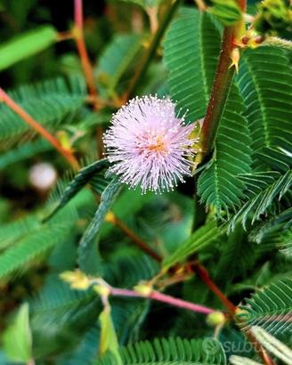 Mimosa polycarpa var spegazzinii