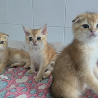 Gattini Scottish fold e straight