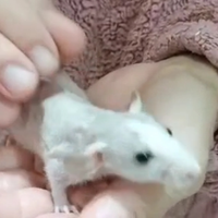 Ratti domestici cuccioli