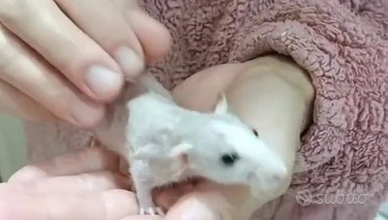 Ratti domestici cuccioli