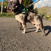 Bulldog francese per monta