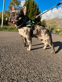 Bulldog francese per monta