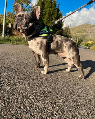 Bulldog francese per monta