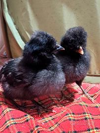 Padovana nana nera (pulcini)