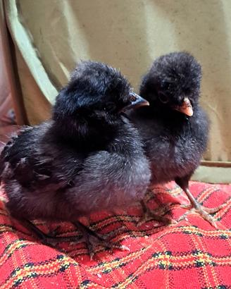 Padovana nana nera (pulcini)