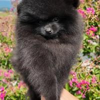 Cucciolo Pomerania Spitz tedesco Nano Nero