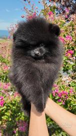 Cucciolo Pomerania Spitz tedesco Nano Nero