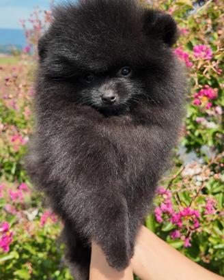 Cucciolo Pomerania Spitz tedesco Nano Nero