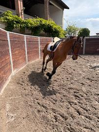 Cavallo in mezza fida