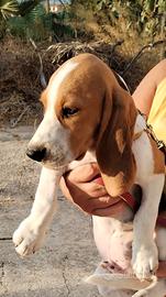 Cucciolo Beagle originale