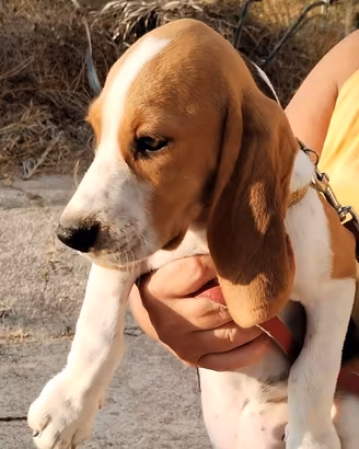 Cucciolo Beagle originale