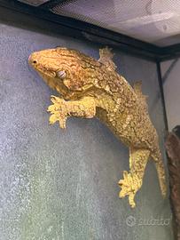 Rhacodactylus leachianus "Brosse" + terrario