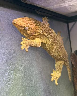 Rhacodactylus leachianus "Brosse" + terrario