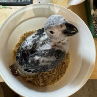 Pappagallo cenerino pulli