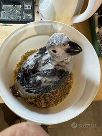 Pappagallo cenerino pulli