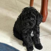 Barboncino Toy piccolissimo