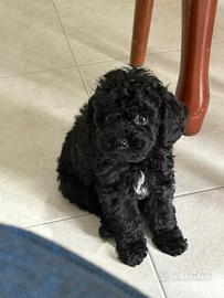 Barboncino Toy piccolissimo