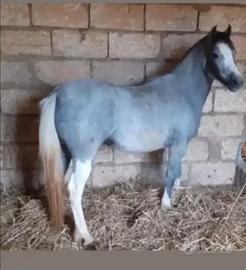 Pony welsh