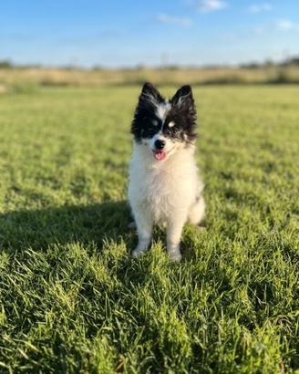 Spitz Pomerania leggi descrizione