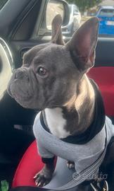 Bulldog francese x monta