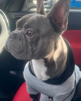 Bulldog francese x monta