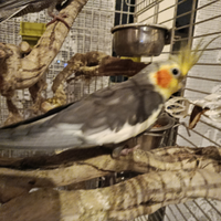 Calopsite da imbecco e svezzati