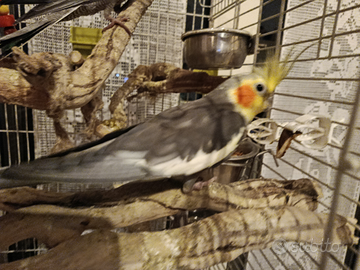 Calopsite da imbecco e svezzati