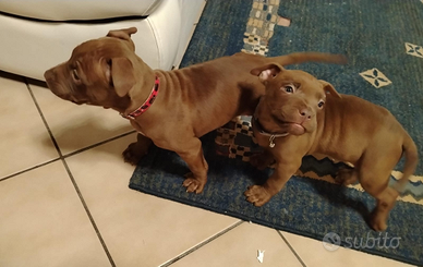 Cucciole pitbull red nose 2 mesi con microchip