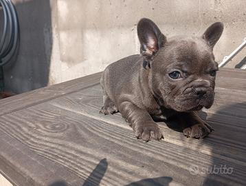 Bulldog Francese Blu Esotico