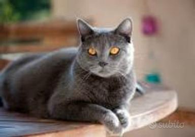 Gatto CERTOSINO possibilmente femmina CERCASl