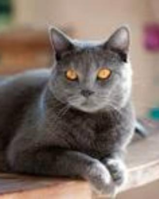 Gatto CERTOSINO possibilmente femmina CERCASl