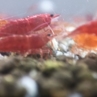 Caridine Bloody Mary