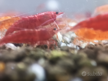 Caridine Bloody Mary