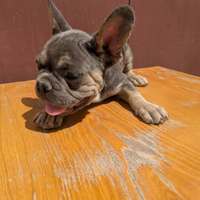 Bulldog francesi ciccioli