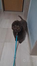 Fidanzata per il mio cucciolo