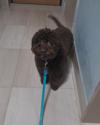 Fidanzata per il mio cucciolo