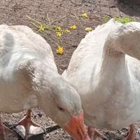 Coppia oche romangnole