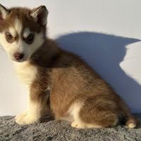 Husky pedigree