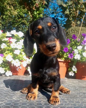 Cucciole di bassotto