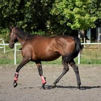 Cavallo Purosangue inglese