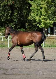 Cavallo Purosangue inglese