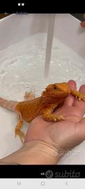 Pogona drago barbuto red con teca di vetro