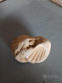 pietra con fossile