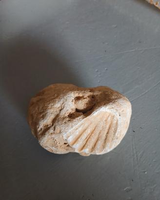 pietra con fossile