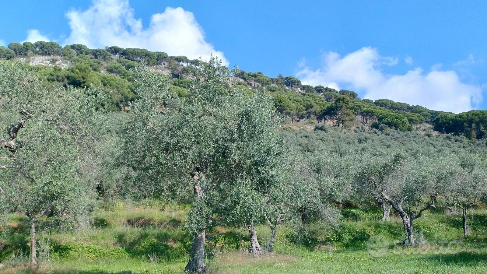 Uliveto a Sezze(LT) - Vista 2